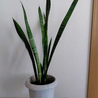サンスベリア,ドラセナ・コンシンネ,サンセベリア,ドラセナ・マルギナータ,GSに感謝。の画像