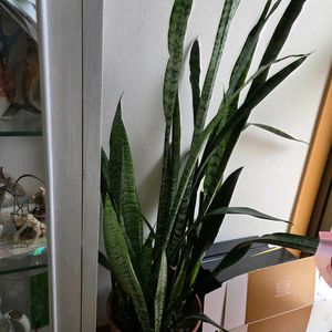 サンスベリア,NO GREEN  NO LIFE,見てくれてありがとう♡,GSの皆さまに感謝♡,また寒気の画像