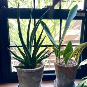 サンスベリア,姫モンステラ,姫モンステラ,サンスベリア マッソニアーナ,サンスベリア マッソニアーナの画像