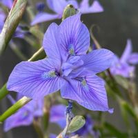 ワタ,コウヤボウキの綿毛,アオイ科,キク科,筑波実験植物園の画像