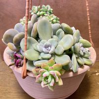 多肉植物,軒下,放置,吊り鉢,庭の画像