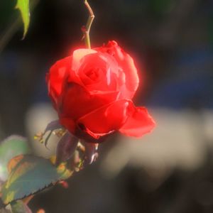 バラ,ドゥフト ボルケ,赤いバラ,バラを楽しむ,ばら バラ 薔薇の画像