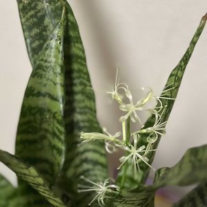 サンスベリア,葉挿し,今日のお花,観葉植物好きの画像