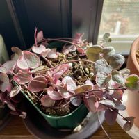 サンスベリア,サンスベリア,ハートカズラ,今日のお花,キュンキュン乙女倶楽部の画像