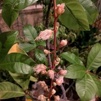 サガリバナ,熱帯植物,沖縄,横浜の画像