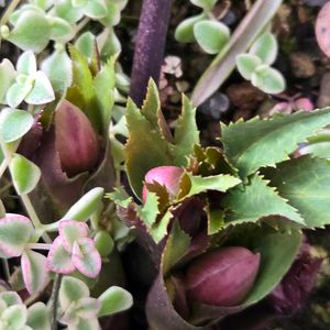 クリスマスローズ,クリスマスローズ,チューリップ,チューリップ,チューリップの画像