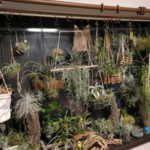 チランジア,グリーンネックレス,テクトラム,アルボマルギナータ,観葉植物の画像