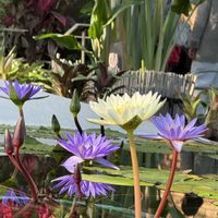 ブーゲンビリア,セイロンライティア,熱帯性睡蓮,フィカス・ベンガレンシス,カリアンドラ ハエマトケファラの画像