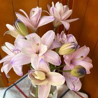 ユリ,no green no life,開花が待ち遠しい,寒さに負けない,お花大好き♡の画像