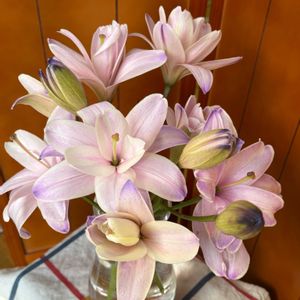 ユリ,no green no life,開花が待ち遠しい,寒さに負けない,お花大好き♡の画像