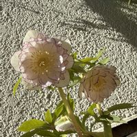 クリスマスローズ,ガーデニング,加藤農園の画像