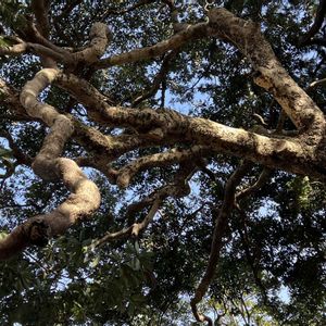 タブノキ,初詣の画像