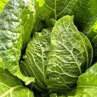 イタリアンパセリ,ハクサイ,白菜,カリーノケール,カリーノケール・ロッソの画像