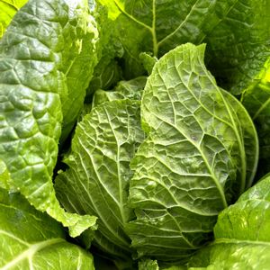 イタリアンパセリ,ハクサイ,白菜,カリーノケール,カリーノケール・ロッソの画像