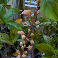 サガリバナ,熱帯植物,沖縄,横浜の画像