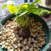 亀甲竜,ユーフォルビア 鉄甲丸,ユーフォルビアの画像