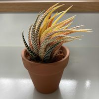 ハオルチア,十二の巻,多肉植物,カラーリーフ,十二の巻　錦の画像