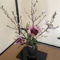 ユリ,苔(コケ),センリョウ（千両）,マンリョウ(万両),圓光寺の画像