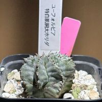 ユーフォルビア属,ユーフォルビア・ホリダ,ユーフォルビア ホリダ,ユーフォルビア,ユーホルビア ホリダの画像