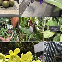 ヤグルマギク,ありがとう❤️,キュンキュン乙女倶楽部,世界平和,青い花マニアの画像