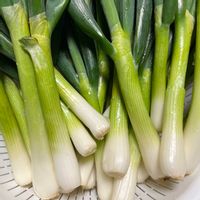 ネギ,家庭菜園の画像