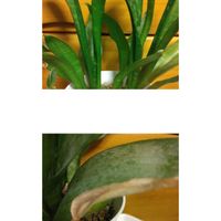 サンスベリア,今日のお花,トラディスカンチアラベンダー,ペコちゃん祭り,コラージュ仲間達の画像