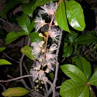 サガリバナ,熱帯植物,沖縄,横浜の画像