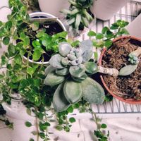 樹氷,ピレア,冬美人,ダイソー,リビング・ダイニングの画像