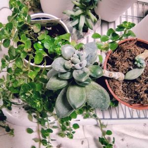 樹氷,ピレア,冬美人,ダイソー,リビング・ダイニングの画像