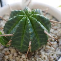 多肉植物,ユーフォルビア,ユーフォルビア属。,室内で冬越し,窓辺の画像