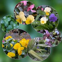 ミント,ユッカ,ガーデンシクラメン,ビオラ,ビオラの画像