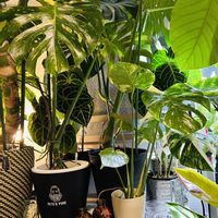 アンスリウム,モンステラ,モンステラ デリシオーサ,斑入りモンステラ,アンスリウム クラリネルビウムの画像