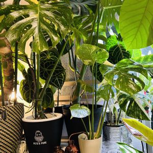 アンスリウム,モンステラ,モンステラ デリシオーサ,斑入りモンステラ,アンスリウム クラリネルビウムの画像