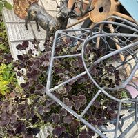 クローバー,ナチュラルガーデン,葉っぱ,冬を楽しむ,お庭の花たちの画像