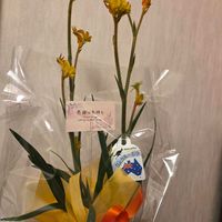 ジャスミン,羽衣ジャスミン,カンガルーポー,カンガルーポー イエロー,カンガルーポーの花の画像