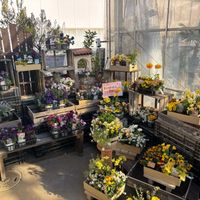 カラー,寄せ植え,園芸店,トマト園芸,コンテナガーデントマト園芸レイクタウン店さんの画像