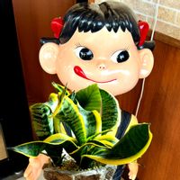 サンスベリア,ジュズサンゴ,サンスベリア ゼラニカ,サンスベリア属,今日のお花の画像