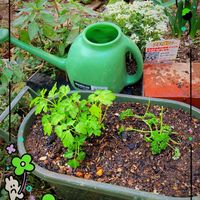 イタリアンパセリ,GSに感謝。,わんこと暮らす,日だまりの日曜日,人に優しくの画像