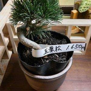 五葉松,盆栽,ミニ盆栽,五葉松盆栽,まめ盆栽の画像