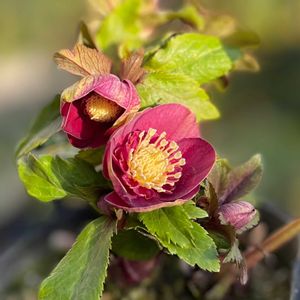 クリスマスローズ,ナチュラルガーデン,ジャンクガーデン,シェードガーデン,ナチュラルスタイルの画像