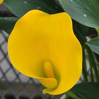 カラー,カラー,サボテン,サボテン,氷山の画像