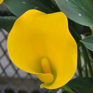 カラー,カラー,サボテン,サボテン,氷山の画像