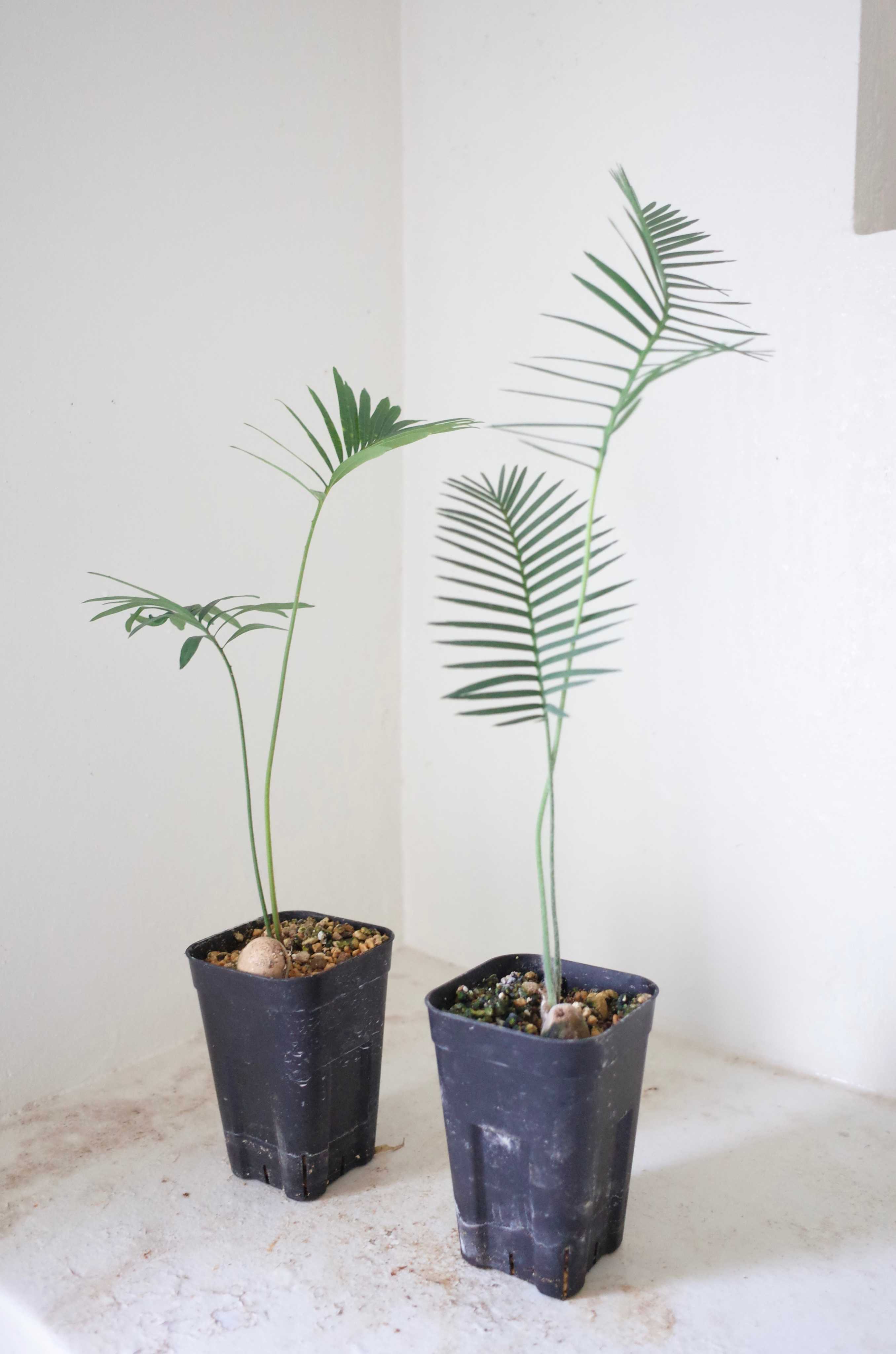 ソテツ｜🍀GreenSnap（グリーンスナップ）