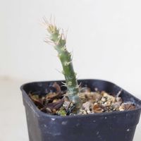 パキポディウム,パキポディウム・サキュレンタム,観葉植物,塊根植物,実生の画像