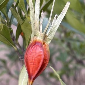 クチナシ,コクチナシ,実♡,お花は癒し,花が好き❤の画像