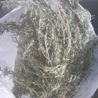 ローズマリー,アイビー,ユーカリ,葉牡丹,スワッグの画像