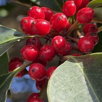 センダン,クロガネモチ,キヅタ,花木,つる性の画像