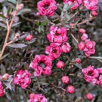 チェリーセージ,ハボタン,オキザリス・バーシカラー,ギョリュウバイ,シレネ ピンクパンサーの画像