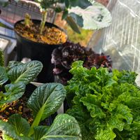 サボテン,レタス,小松菜,冬越し,リボベジの画像