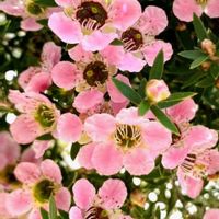 ギョリュウバイ,可愛い,感謝,花のある暮らし,ピンクのお花の画像